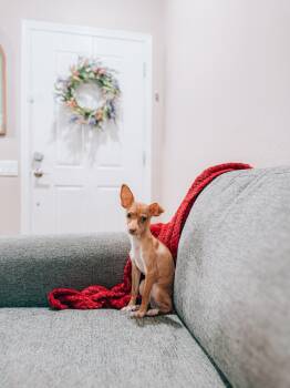 Kyle -  Italian Greyhound Dog for Adoption in Goodyear, Arizona - Kyle | PetCurious