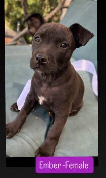 Ember -  American Staffordshire Terrier Dog for Adoption in San Diego, California - Ember | PetCurious