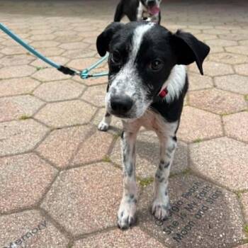 Ken/Sonny -  Mixed Breed Dog for Adoption in Hampton Bays, New York - Ken/Sonny | PetCurious