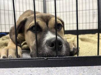 Georgie -  Mixed Breed Dog for Adoption in Oakland, California - Georgie | PetCurious