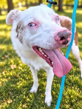 Rooster Hannigan -  Australian Shepherd Dog for Adoption in Chattanooga, Tennessee - Rooster Hannigan | PetCurious