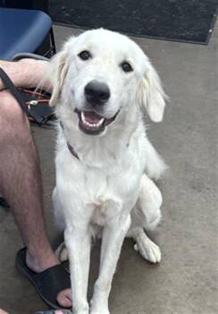 DODIE -  Mixed Breed Dog for Adoption in Dallas, Texas - DODIE | PetCurious