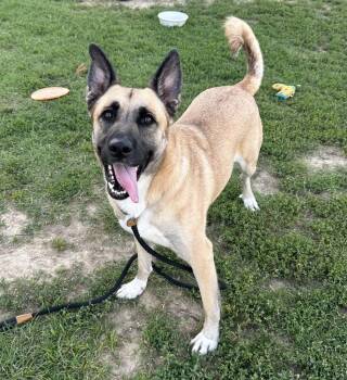 Gypsy -  German Shepherd Dog Dog for Adoption in Evansville, Indiana - Gypsy | PetCurious