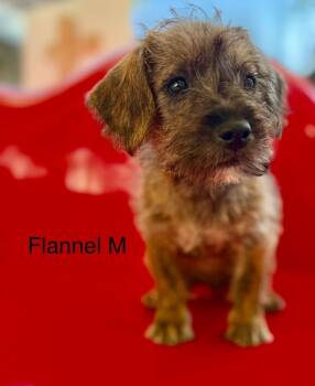 Rescue Terrier Dogs for Adoption in Los Angeles, California - Flannel #2240 | PetCurious