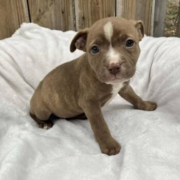 Mixed Breed Dogs Available for Adoption - Puppy2 | PetCurious