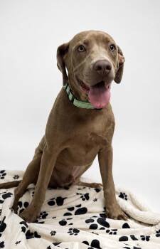 Bart the Lab/Weim Mix -  Labrador Retriever and Weimaraner Dog for Adoption in Muskego, Wisconsin - Bart The Lab/Weim Mix | PetCurious