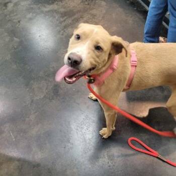 Mixed Breed Dogs Available for Adoption in Memphis, Tennessee - Sapphire | PetCurious