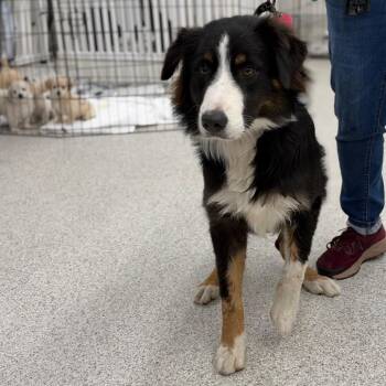 CARL -  Australian Shepherd Dog for Adoption in Richmond, California - CARL | PetCurious