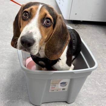 Floppy -  Beagle Dog for Adoption in Philadelphia, Pennsylvania - Floppy | PetCurious
