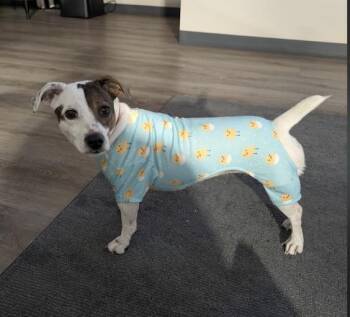 Boltz -  Jack Russell Terrier Dog for Adoption in Decatur, Georgia - Boltz | PetCurious