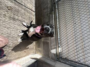 Pit Bull Terrier Dogs Available for Adoption in Dillsburg, Pennsylvania - Nala | PetCurious