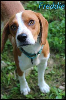 Freddie -  Beagle Dog for Adoption in Shippenville, Pennsylvania - Freddie | PetCurious