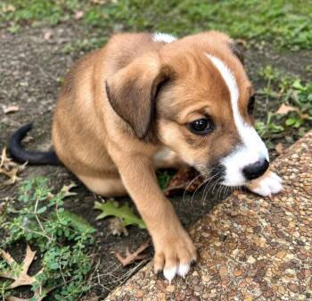 Pookie -  Hound and Pit Bull Terrier Dog for Adoption in Princeton, Massachusetts - Pookie | PetCurious
