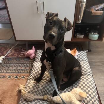 Rescue Pit Bull Terrier Dogs for Adoption in Medford Lakes, New Jersey - Matilda | PetCurious