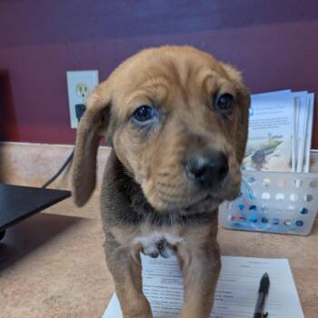 Mixed Breed Dogs Available for Adoption in Huntsville, Arkansas - (Event 5/20) Bubba | PetCurious