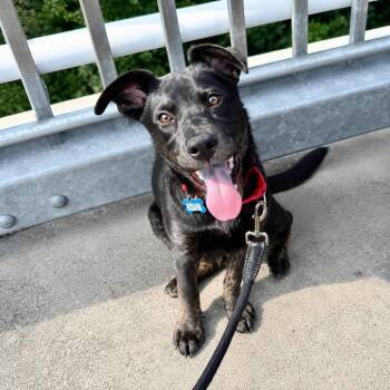 Elliot -  Shepherd and Black Labrador Retriever Dog for Adoption in Wappingers Falls, New York - Elliot | PetCurious