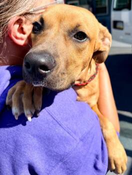 Roy -  Pit Bull Terrier and Hound Dog for Adoption in Pottsville, Pennsylvania - Roy | PetCurious