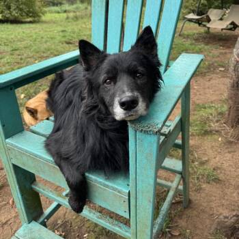 Loki -  Black Labrador Retriever and Australian Shepherd Dog for Adoption in Portland, Oregon - Loki | PetCurious