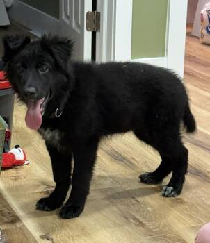 Simon -  Shepherd Dog for Adoption in Cheektowaga, New York - Simon | PetCurious