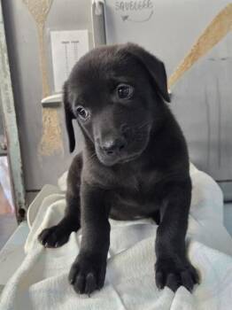 DOVE -  Labrador Retriever and Mixed Breed Dog for Adoption in Tallahassee, Florida - DOVE | PetCurious