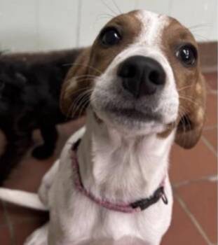 Rescue Mixed Breed Dogs for Adoption in Ridgefield, Connecticut - Bambi | PetCurious