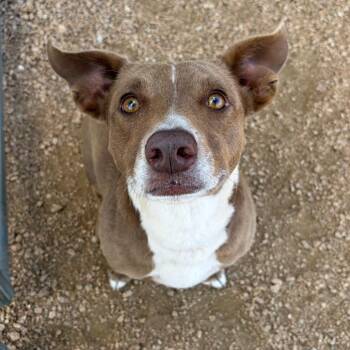 Happy -  Mixed Breed Dog for Adoption in Kerrville, Texas - Happy | PetCurious
