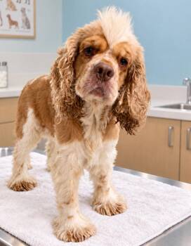 Zeppelin (NOT YET AVAILABLE) -  Cocker Spaniel Dog for Adoption in Benton, Louisiana - Zeppelin (NOT YET AVAILABLE) | PetCurious