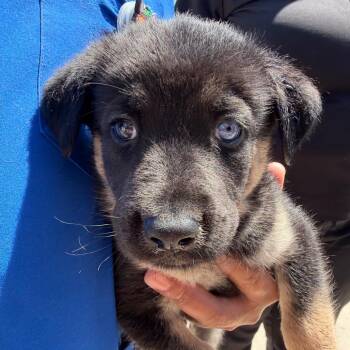 Ozzy -  Black Labrador Retriever and Mixed Breed Dog for Adoption in Midland, Texas - Ozzy | PetCurious