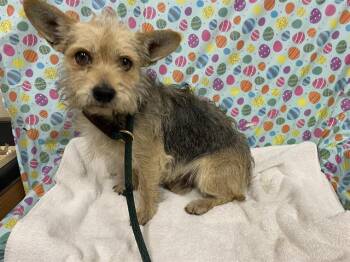 Yorkshire Terrier and Mixed Breed Dogs Available for Adoption - A608617 | PetCurious