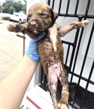 RIVER -  German Shepherd Dog and Mixed Breed Dog for Adoption in Houston, Texas - RIVER | PetCurious