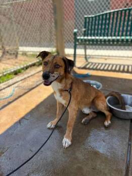 Briar -  Corgi and Australian Cattle Dog Blue Heeler Dog for Adoption in Los Angeles, California - Briar | PetCurious
