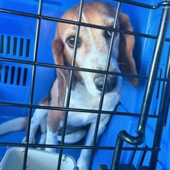 Lou -  Beagle Dog for Adoption in Nowata, Oklahoma - Lou | PetCurious