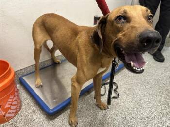 Black Mouth Cur Dogs Available for Adoption in Houston, Texas - A656673 | PetCurious