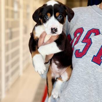 Hound Dogs Available for Adoption - Freya | PetCurious