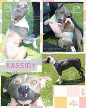 American Staffordshire Terrier and Mixed Breed Dogs Available for Adoption - KASSIDY | PetCurious