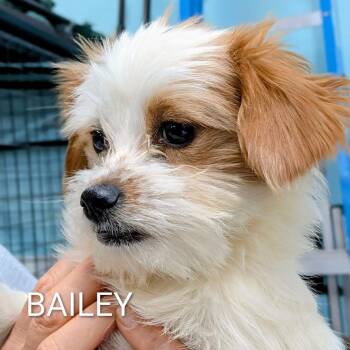 Bailey -  Shih Tzu Dog Available for Adoption in St. George, Utah - Bailey | PetCurious