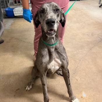 Gia -  Great Dane Dog for Adoption in Edinburg, Texas - Gia | PetCurious