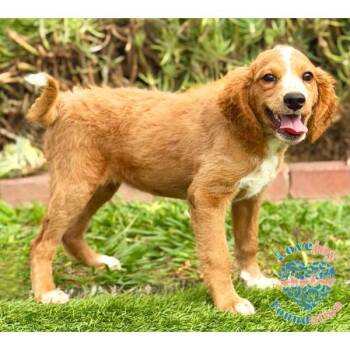 Penelope -  Spaniel Dog for Adoption in Inglewood, California - Penelope | PetCurious