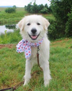 Ducky -  Great Pyrenees Dog for Adoption in Stuarts Draft, Virginia - Ducky | PetCurious