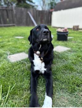 Hodge -  Black Labrador Retriever and Great Pyrenees Dog for Adoption in ROUGH READY, California - Hodge | PetCurious