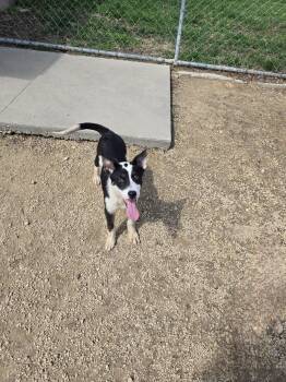 Shepherd Dogs Available for Adoption in Maquoketa, Iowa - Jackie Kennedy | PetCurious