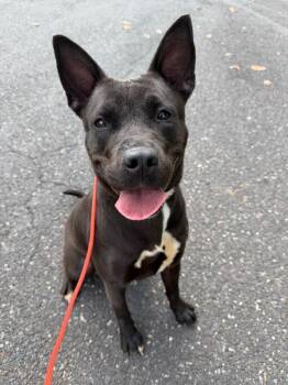 Ocean -  American Staffordshire Terrier Dog for Adoption in Trenton, New Jersey - Ocean | PetCurious