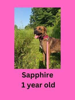 Sapphire -  Rottweiler and Pit Bull Terrier Dog for Adoption in Ravenna, Ohio - Sapphire | PetCurious