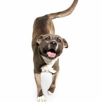 Indigo -  Pit Bull Terrier and Mixed Breed Dog for Adoption in Concord, North Carolina - Indigo | PetCurious