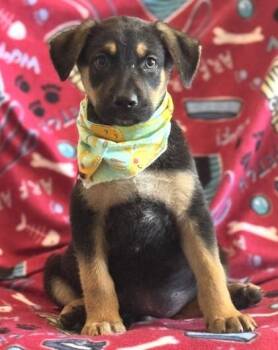 German Shepherd Dog and Mixed Breed Dogs Available for Adoption in Morristown, New Jersey - Yellow | PetCurious