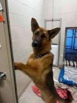 German Shepherd Dog Dogs Available for Adoption - Honey | PetCurious