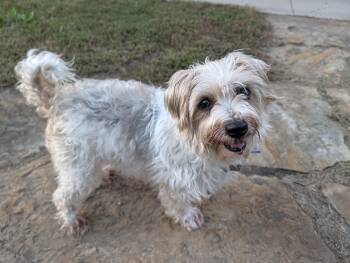 Wendy -  Maltese Dog for Adoption in Dyer, Indiana - Wendy | PetCurious