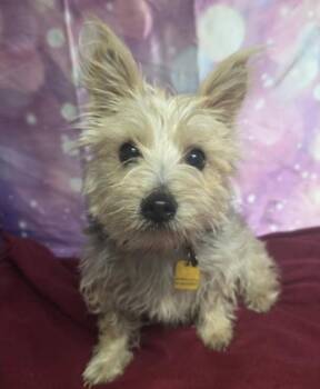 Zoey -  Yorkshire Terrier Dog for Adoption in Sedalia, Colorado - Zoey | PetCurious