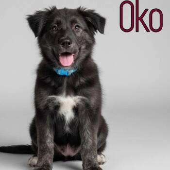 German Shepherd Dog and Mixed Breed Dogs Available for Adoption - Olympic Oko | PetCurious