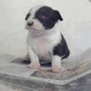 Swiss Roll -  Chihuahua Dog for Adoption in Park Row, Texas - Swiss Roll | PetCurious
